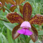 Cattleya leopoldii